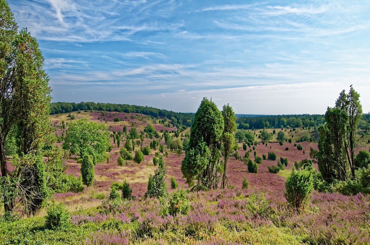 Lüneburger Heide