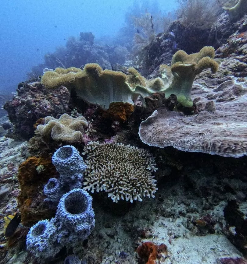 raja ampat unterwasserwelt indonesien korallenriff raja ampat unterwasserwelt indonesien korallenriff