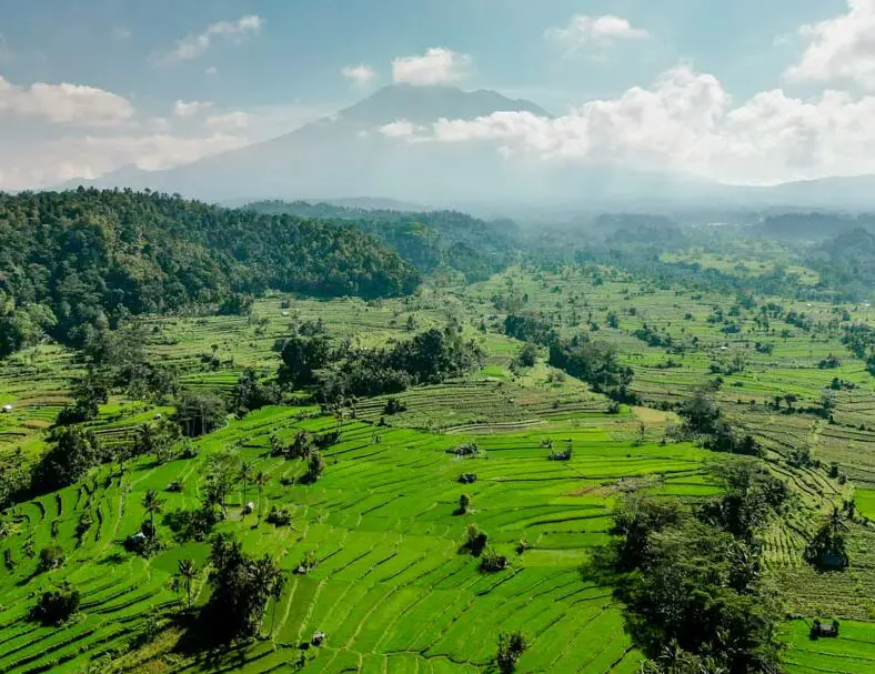 Reisfelder Sideman Bali