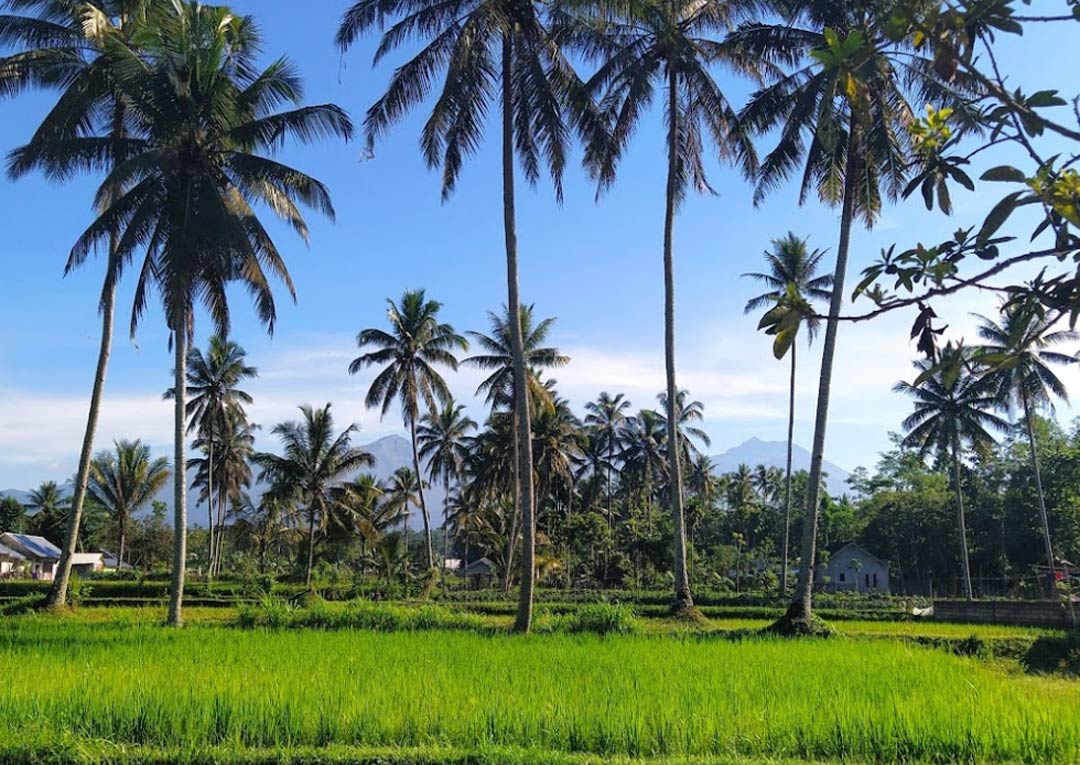 reisterrassen lombok