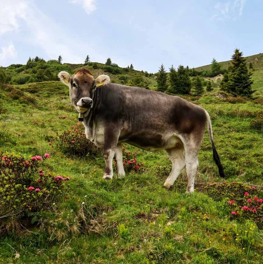 serfaus fiss ladis 175 von 239