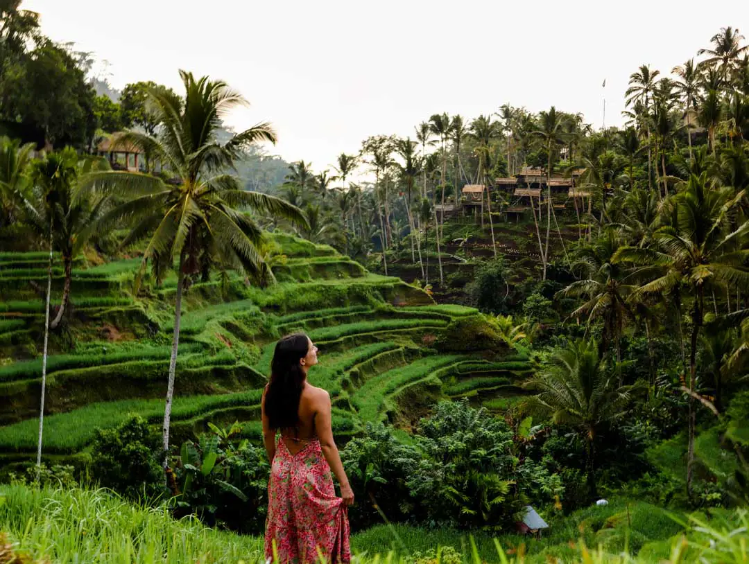 Tegallalang Reisterrassen Ubud Bali