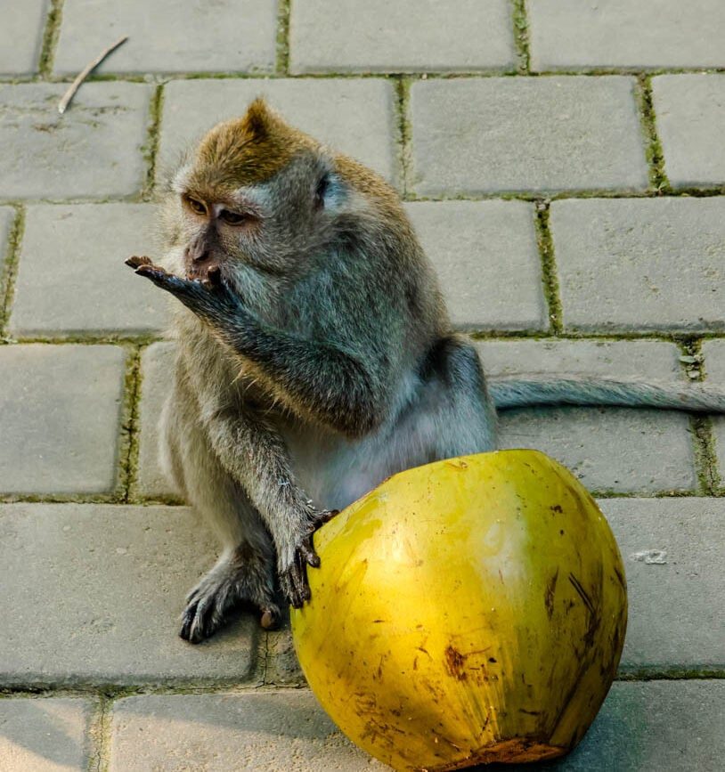 Ubud Bali Affe frisst Kokosnuss Monkey Forest
