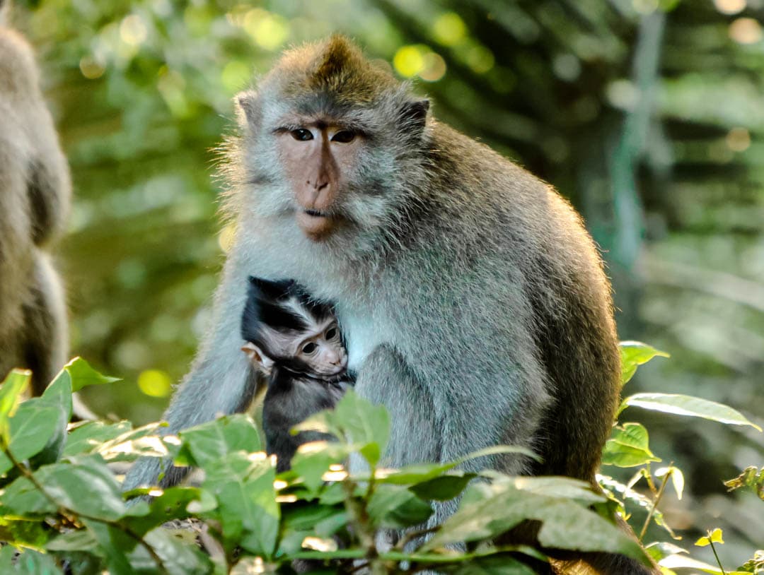 ubud bali affee mit baby ubud bali affee mit baby