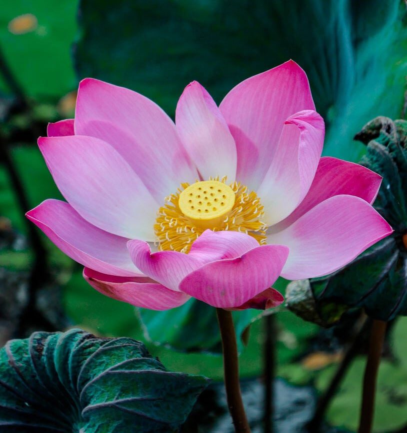 Ubud Bali Lotusblume