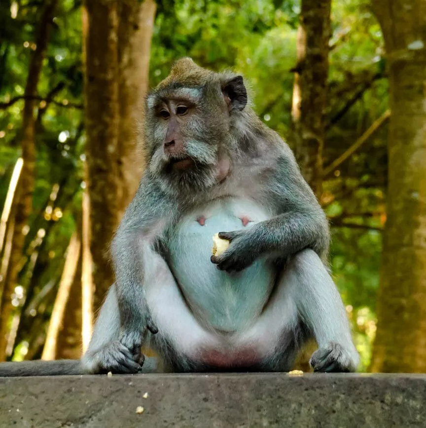 ubud bali monkey forest affee frisst banane ubud bali monkey forest affee frisst banane