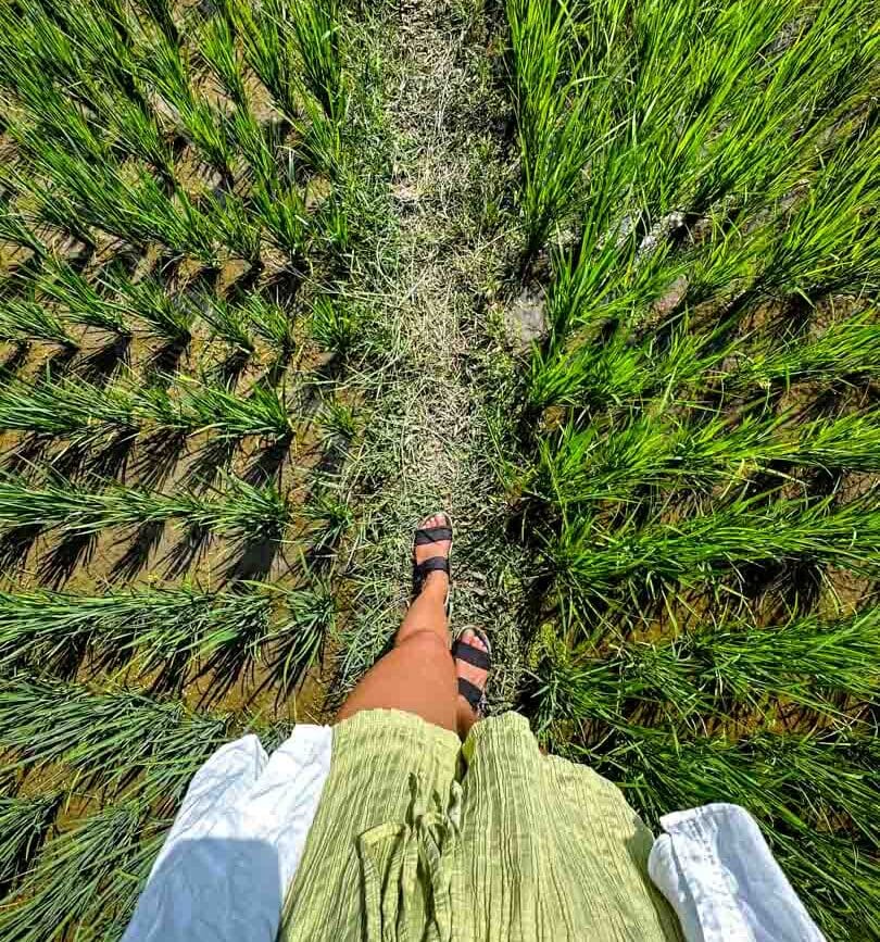 Ubud Bali Spaziergang durch Reisfelder