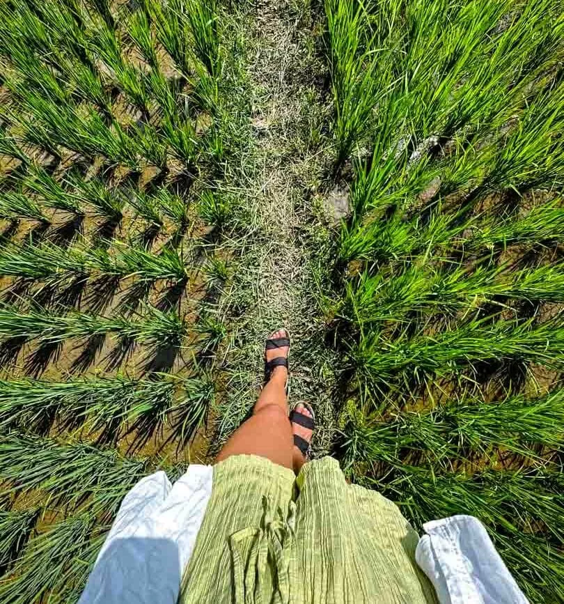 ubud bali spaziergang durch reisfelder ubud bali spaziergang durch reisfelder