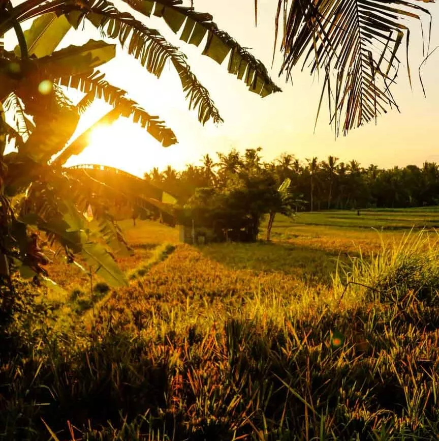 ubud bali sweet orange walk trail ubud bali sweet orange walk trail