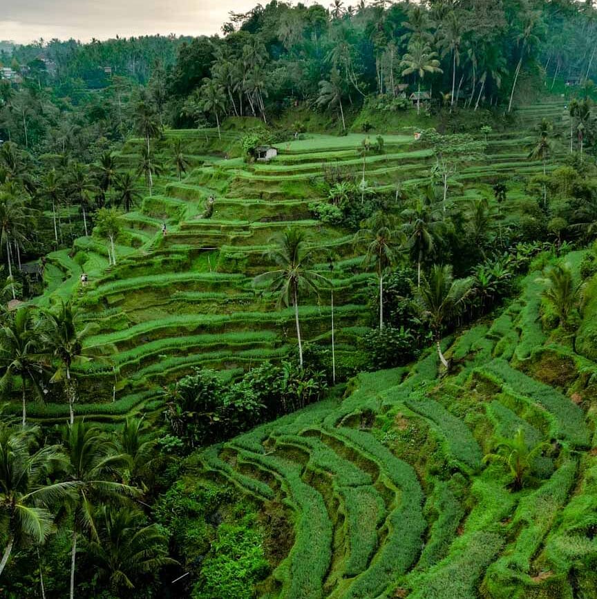 Ubud Bali Tegalalang Reisterrassen