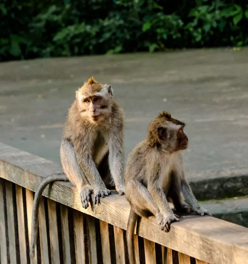 ubud bali zwei kleine affen monkey forest ubud bali zwei kleine affen monkey forest