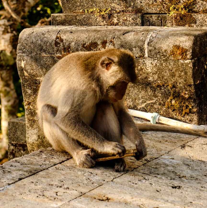 Affe stiehlt mein iPhone Uluwatu Bali