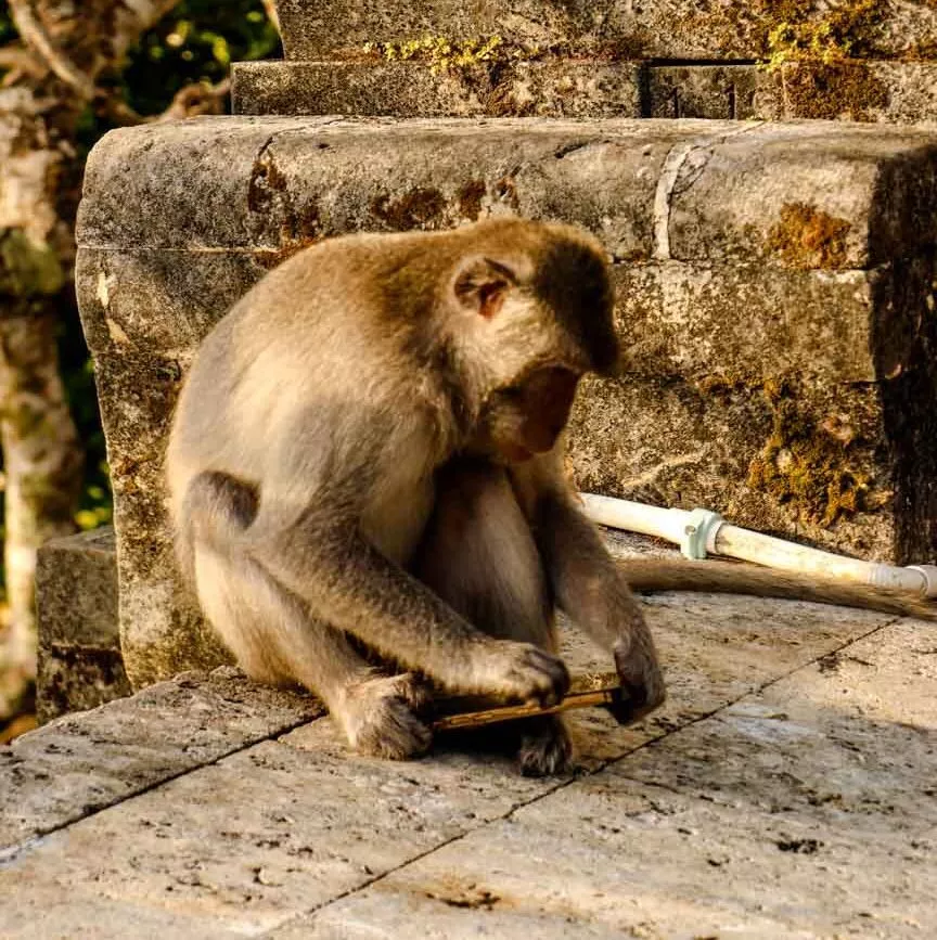 affe stiehlt mein iphone uluwatu bali