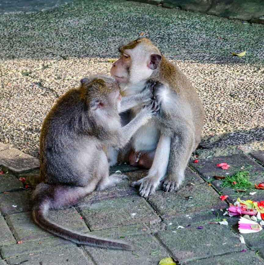 Affen im Pura Luhur Tempel Uluwatu Bali
