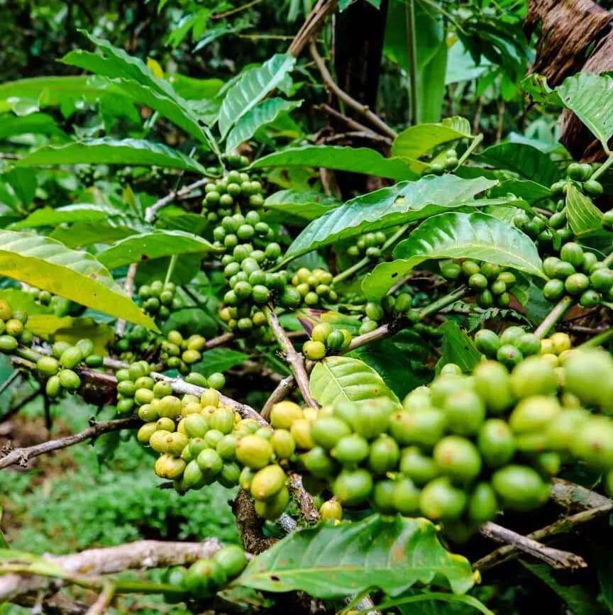 kaffeeplantage munduk wasserfall wanderung bali