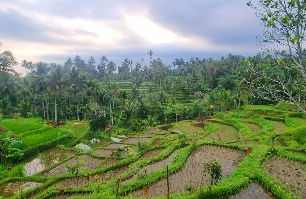 lombok reisterrassen