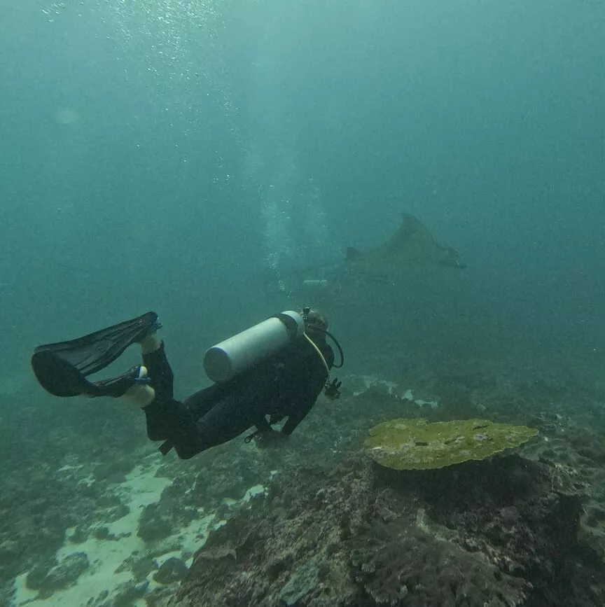 nusa penida bali tauchen mit mantas