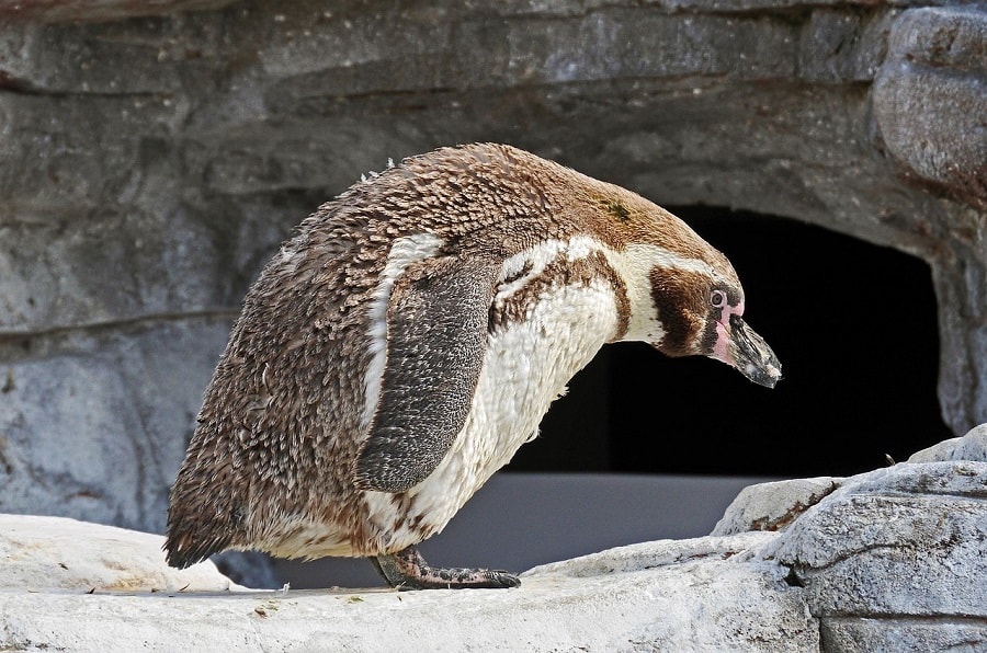 pinguine im ozeaneum