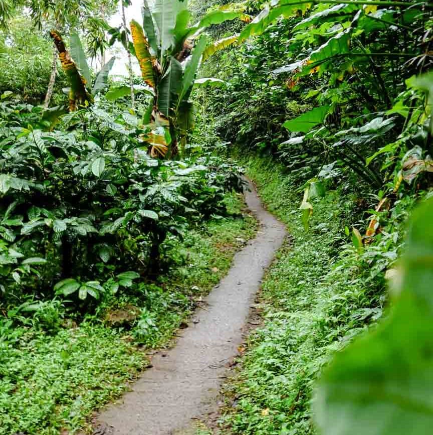 Wanderweg Munduk Wasserfall Wanderung Bali