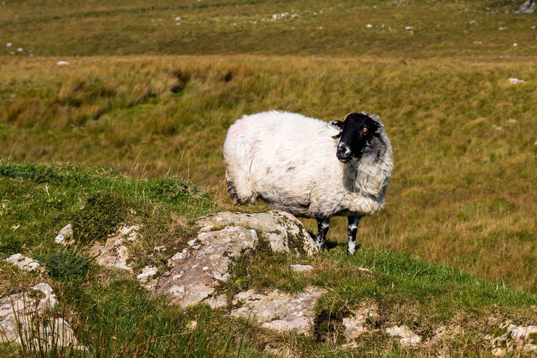 wicklow mountains schaf