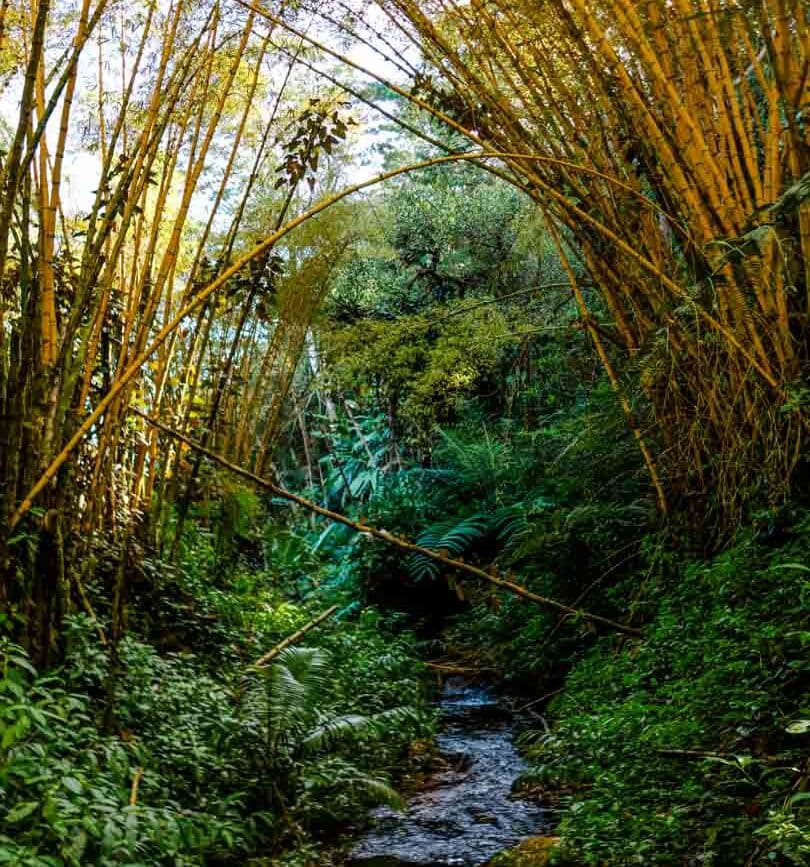 Hawaii Big Island Old Mamalahoa Highway
