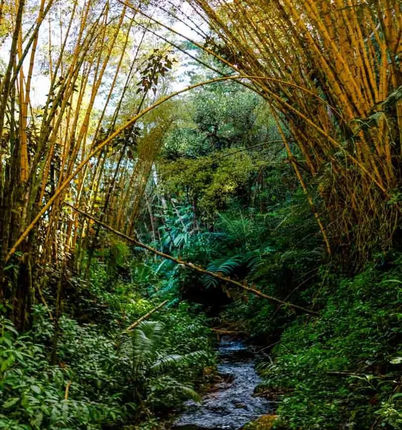 Hawaii Big Island Old Mamalahoa Highway