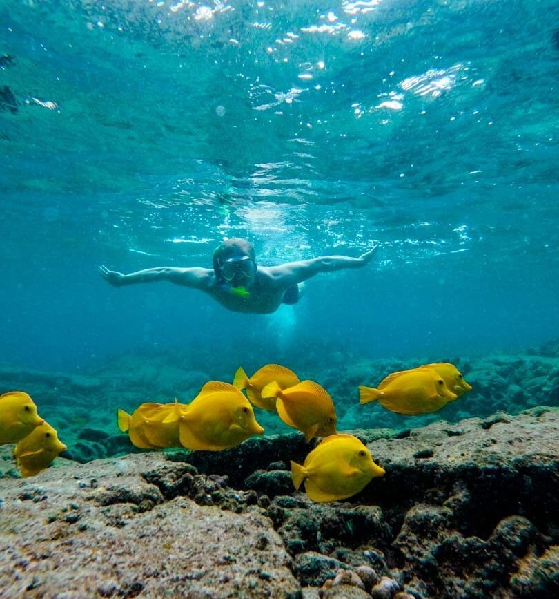 Hawaii Big Island Schnorcheln bei Kealakekua Bay