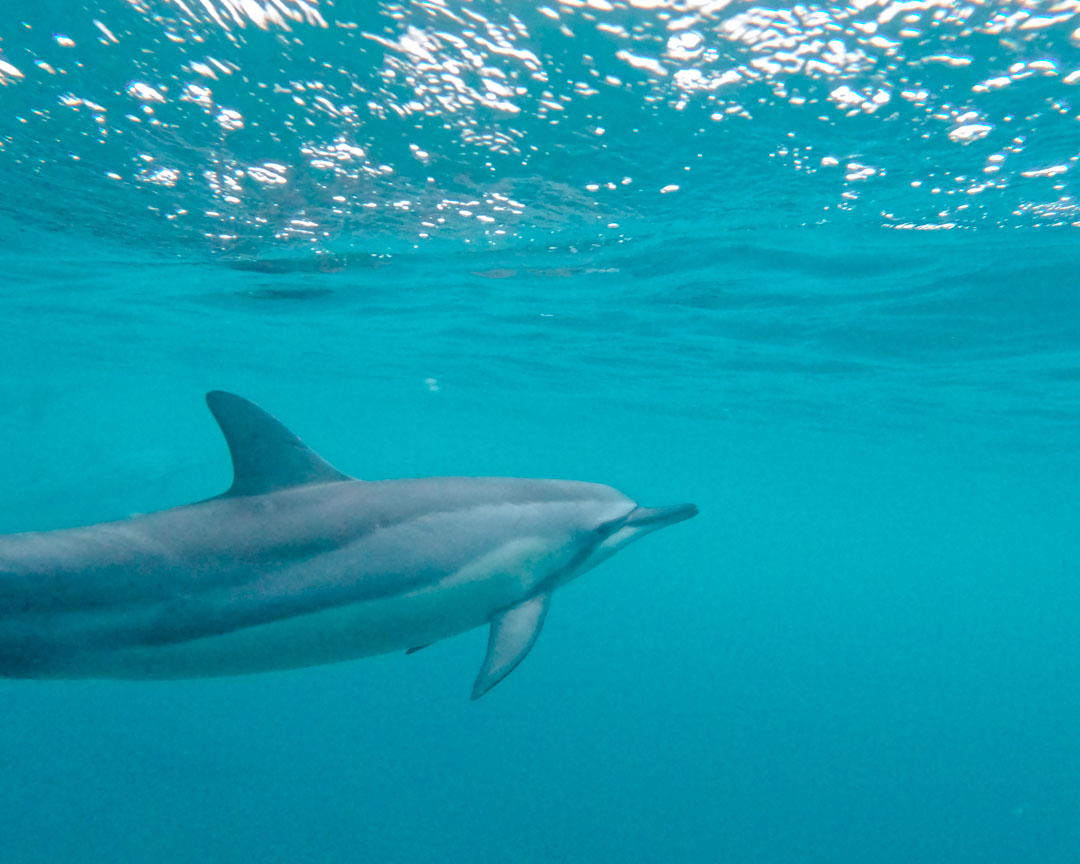 Kauai Hawaii Delfin Zodiac Tour
