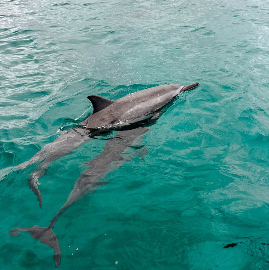 Kauai Hawaii Delfin Zodiac Tour
