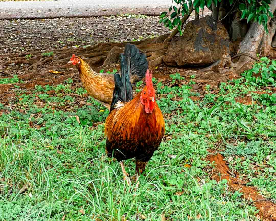 Kauai Hawaii Hühner