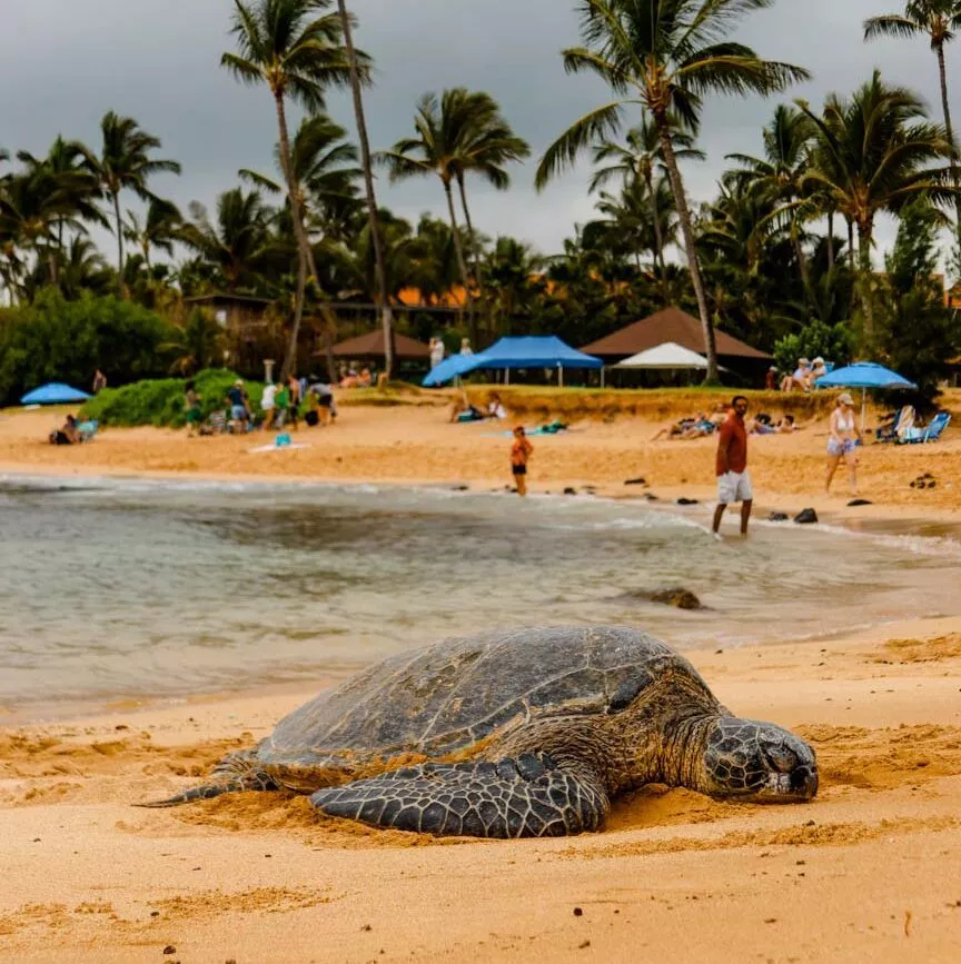 Kauai Hawaii Schildkröte am Poʻipū Beach Park