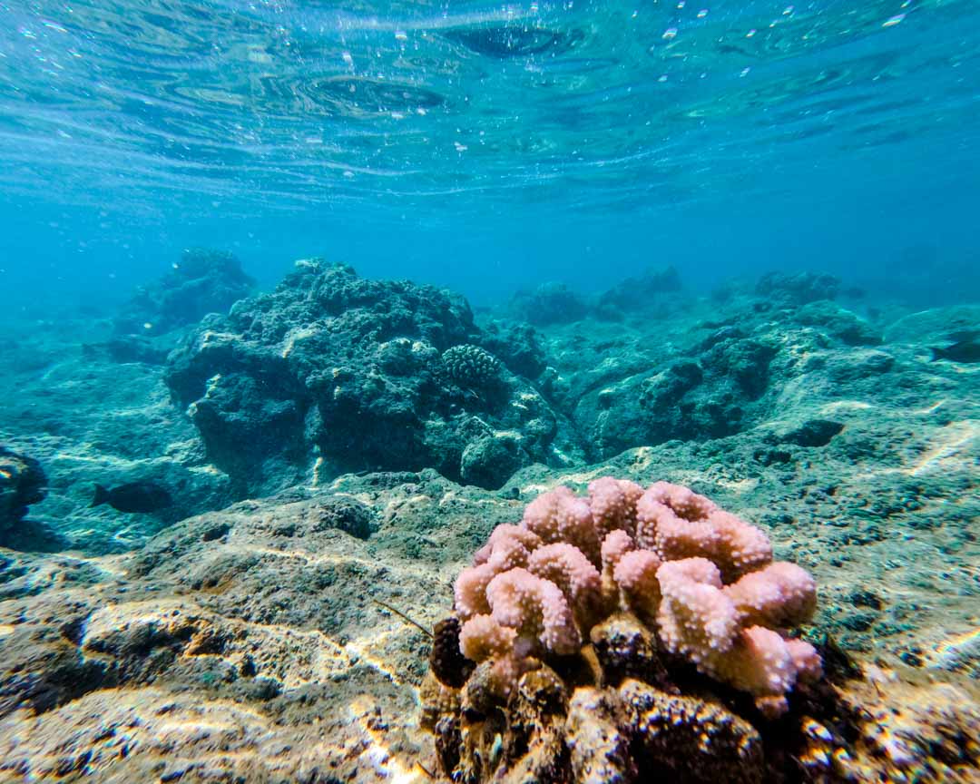 Kauai Hawaii Schnorcheln Hā’ena Beach