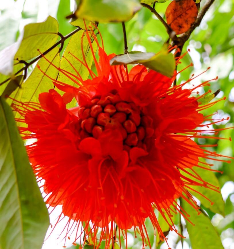 Oahu Hawaii exotische Blume