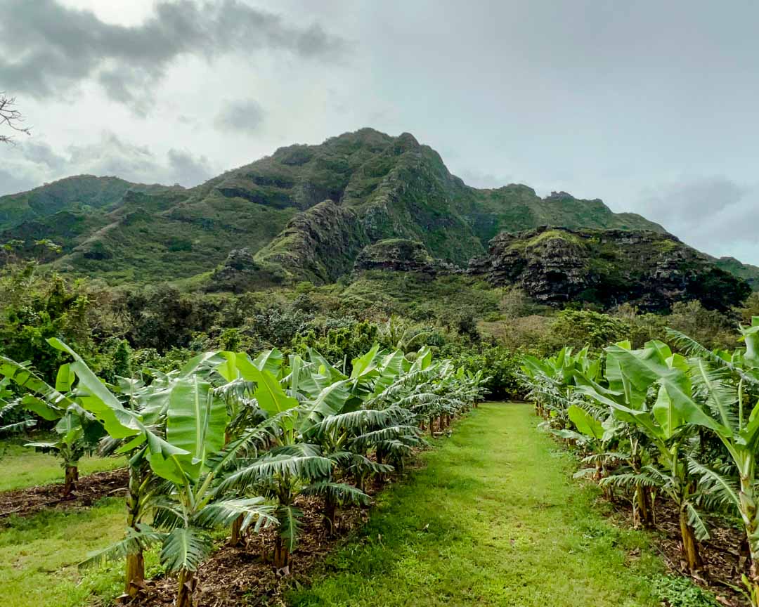 oahu hawaii hollywood movie sites tour 2