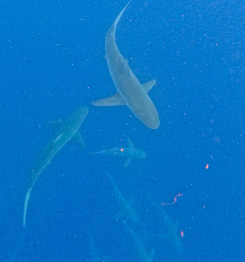 Oahu Hawaii Schnorcheln mit Haien