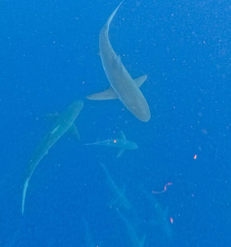 oahu hawaii schnorcheln mit haien