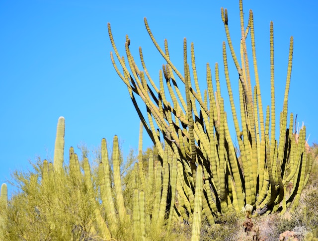 arizona organ pipe national monument