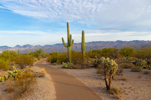 arizona saguaro nationalpark