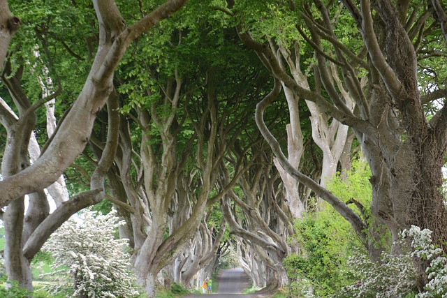 irland the dark hedges irland the dark hedges