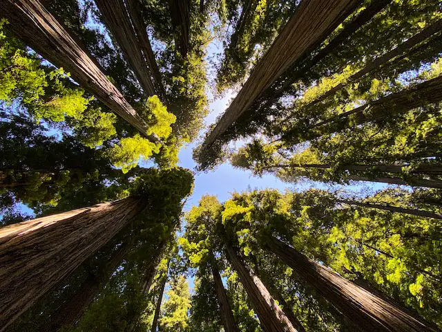 Kalifornien Sehenswürdigkeiten Redwood Nationalpark