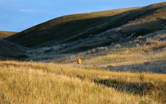 kanada grasslands nationalpark Kanada Grasslands Nationalpark