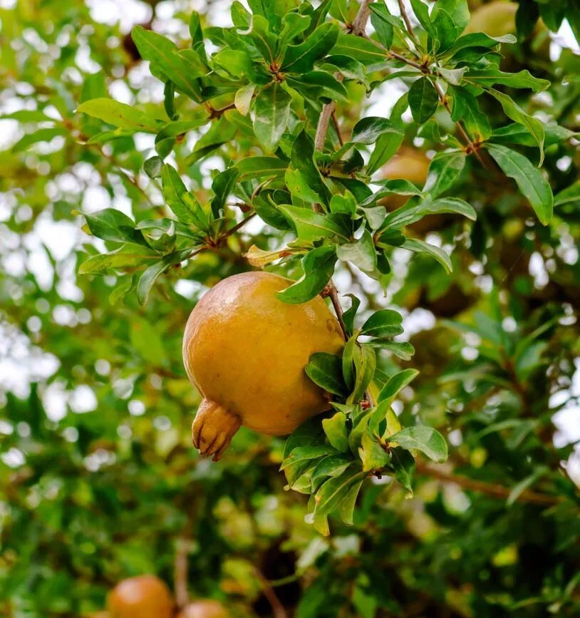 Cagliari Sehenswürdigkeiten Botanischer Garten 02