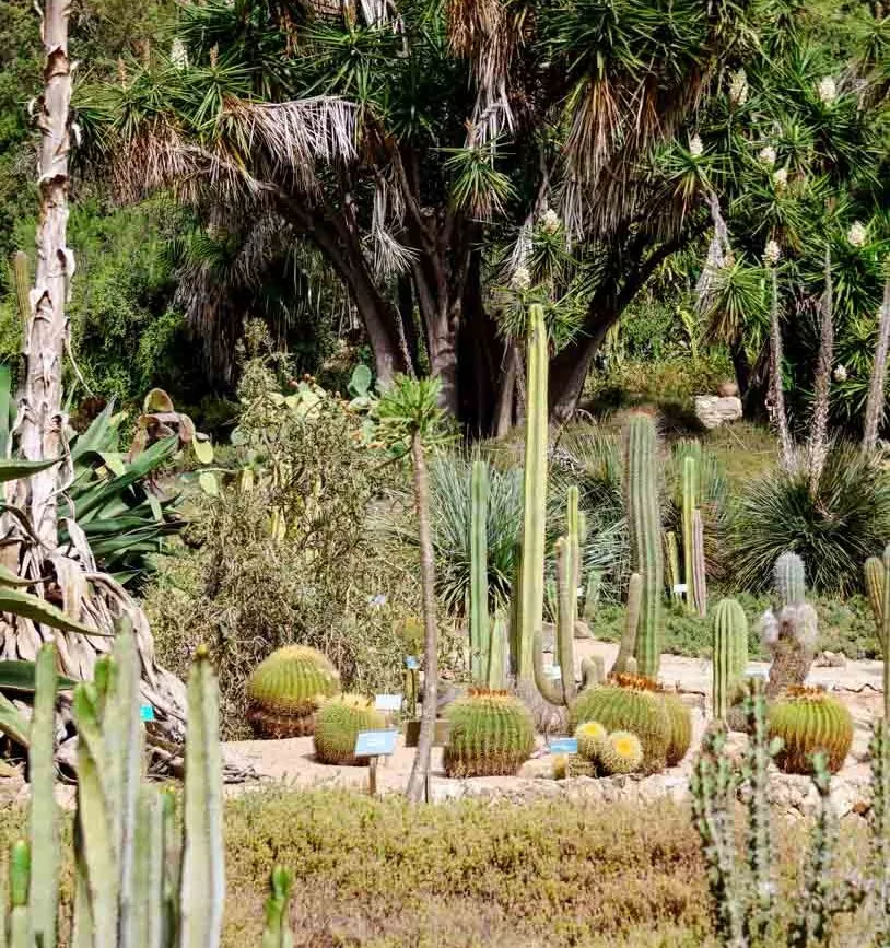 Cagliari Sehenswürdigkeiten Botanischer Garten 03