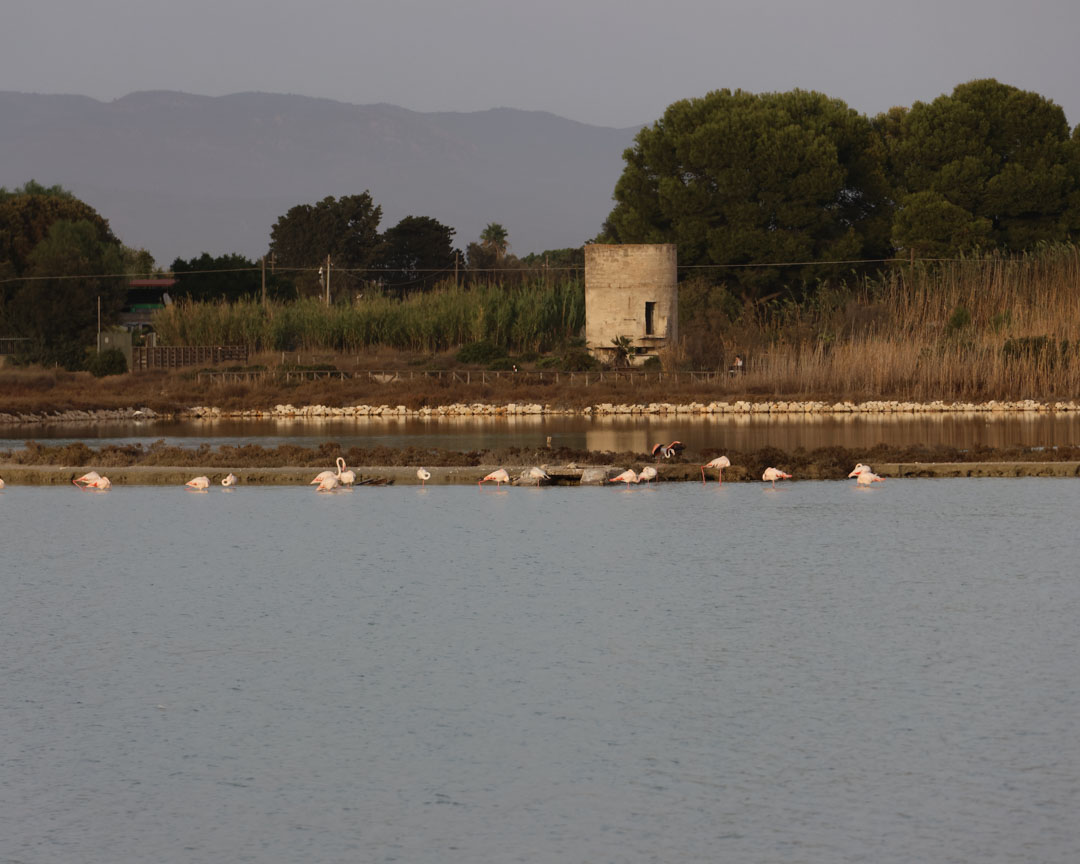 Cagliari Sehenswürdigkeiten Molentargius Saline 02