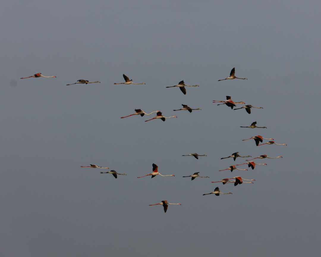 Cagliari Sehenswürdigkeiten Molentargius Saline 03