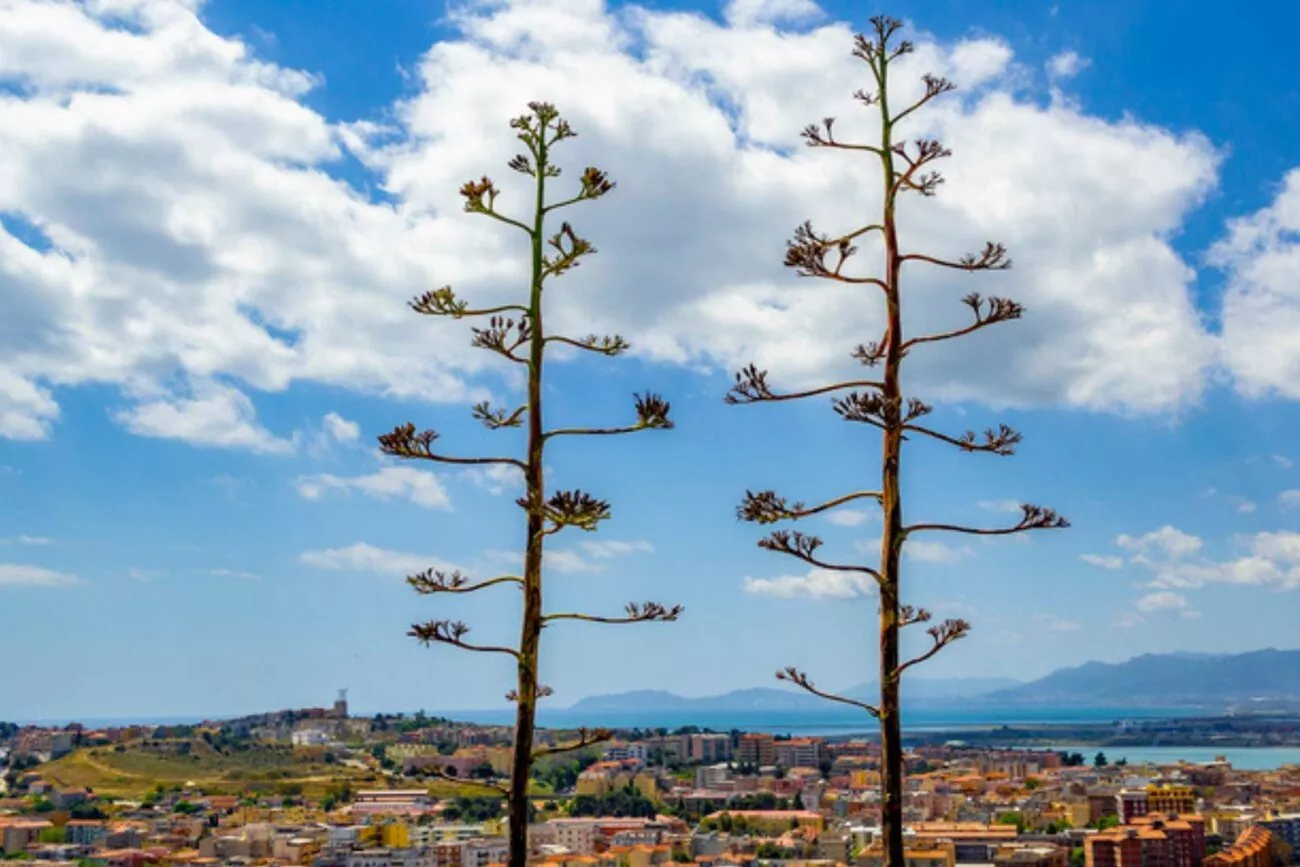 Cagliari Sehenswürdigkeiten Parco di Monte Urpinu 02