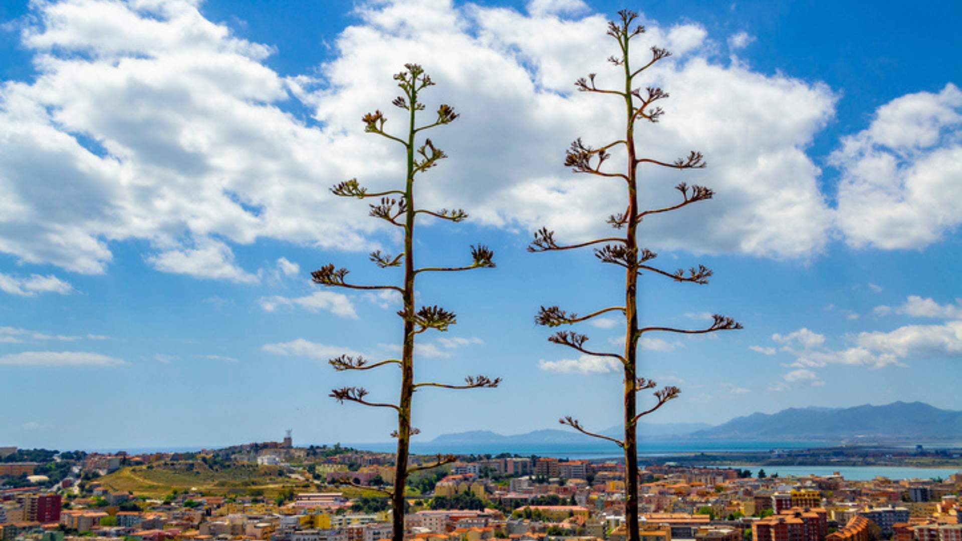 Cagliari Sehenswürdigkeiten Parco di Monte Urpinu 02