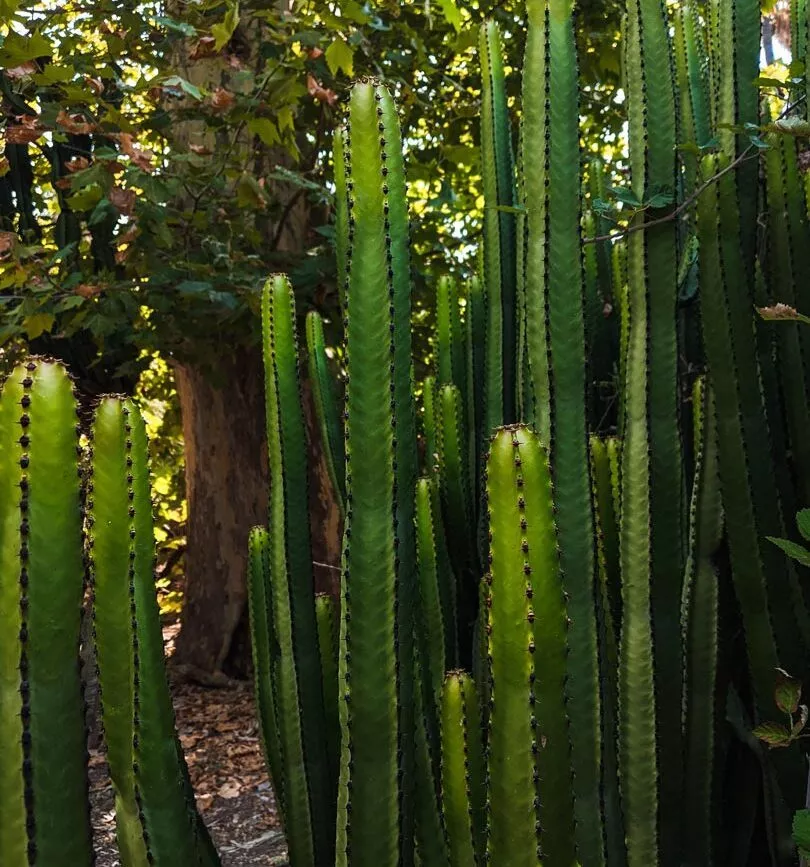 palermo sizilien botanischer garten