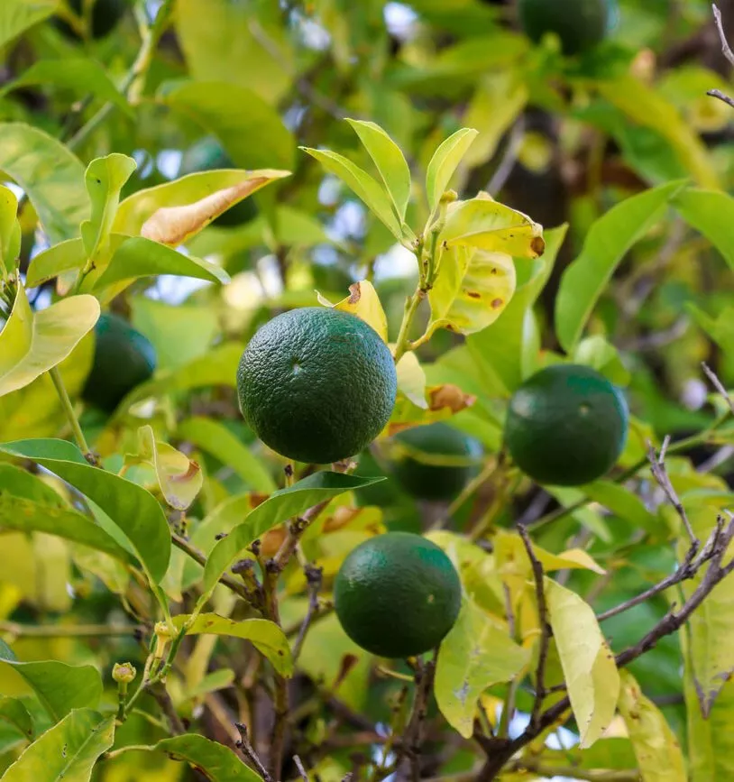 palermo sizilien botanischer garten 9