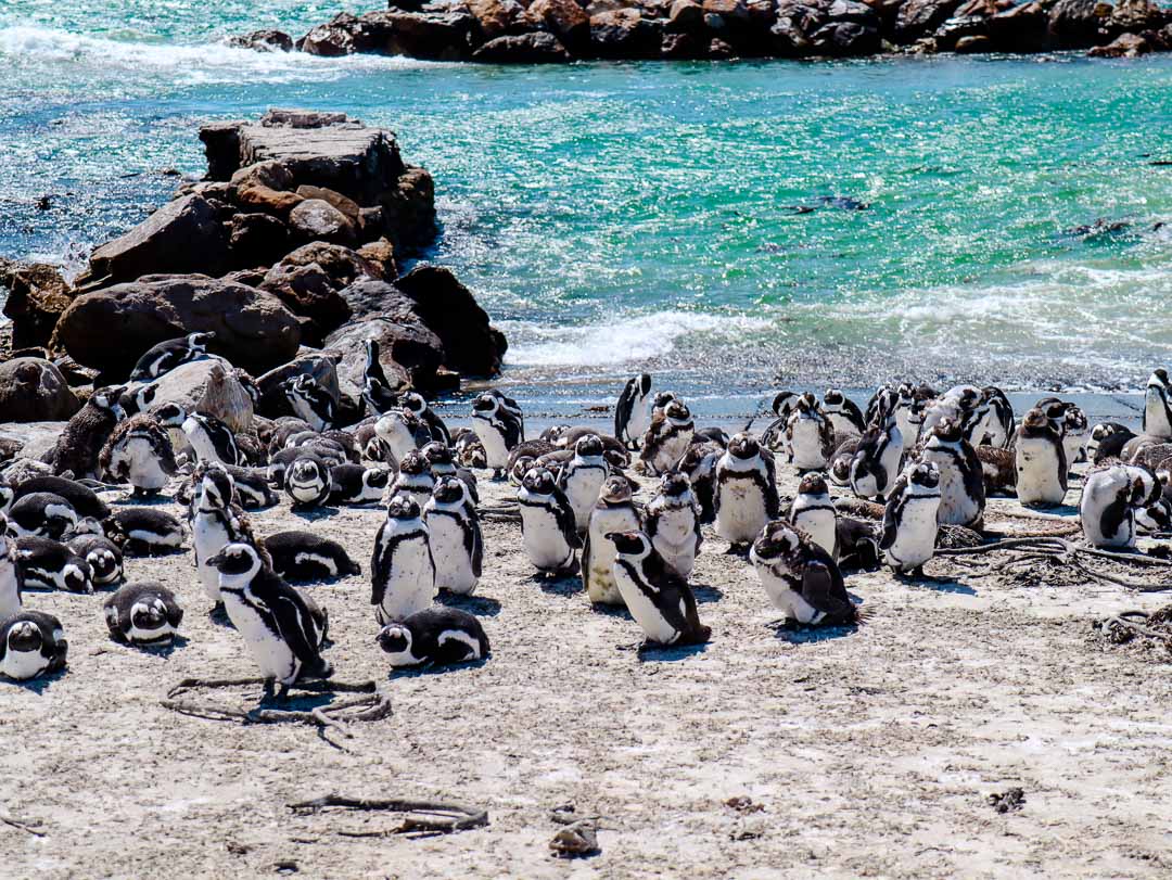 pinguine kogelberg suedafrika pinguine kogelberg suedafrika